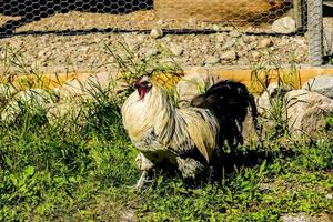 Rooster in Sweden photo