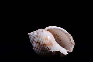 Seashell on black background photo