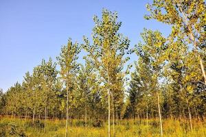 Rows of trees photo