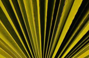 Green palm leaf photo
