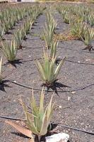 Rows of succulents photo