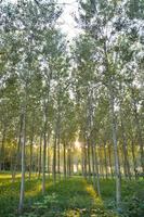 Rows of trees photo