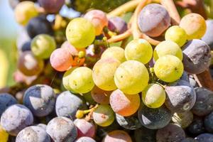 Vineyard grapes close-up photo