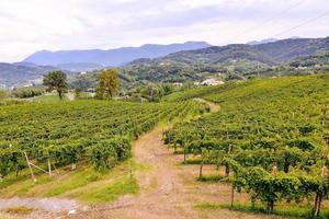 Winding path in the orchard photo