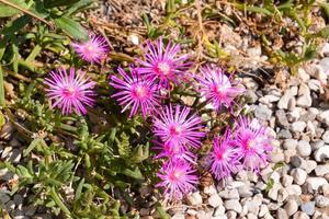 Beautiful flowers close-up photo