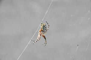 Spider along the web photo