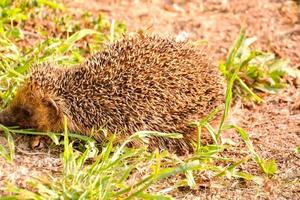 Hedgehog in the garden photo