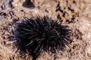 Spiky sea urchin photo