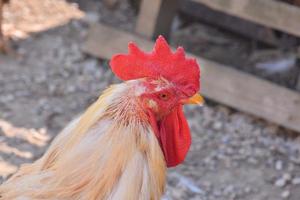 gallo pollo de cerca foto