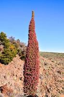 Tall flowering plant photo