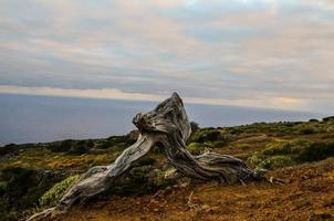 retorcido árbol maletero foto