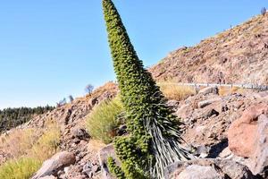 Tall green flora photo