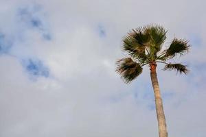 Green palm tree photo