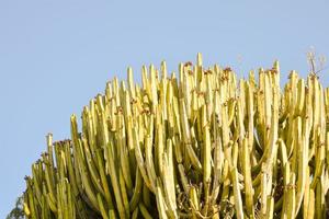 verde cactus planta foto