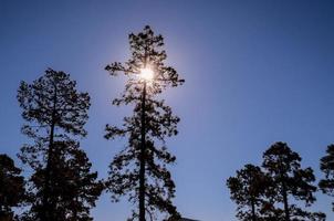 Sunrise tree silhouette photo