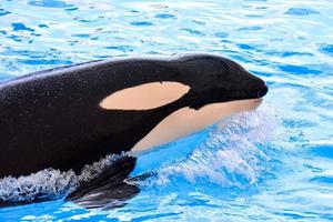 Orca whale swimming photo