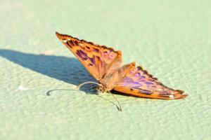 pequeña mariposa marrón foto