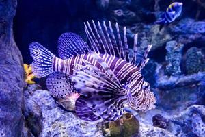 Lionfish among the coral photo