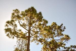 Sunshine through the trees photo