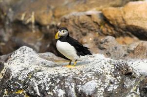 Puffin on rock photo