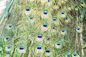 Peacock feather close up photo