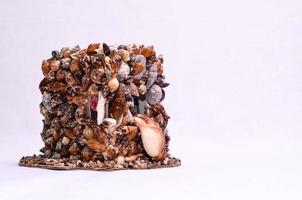 Cluster of seashells photo