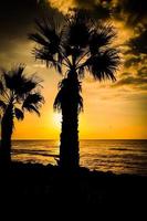 Palm trees on the beach photo