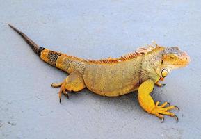 Large green iguana photo