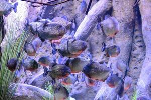 School of fish photo