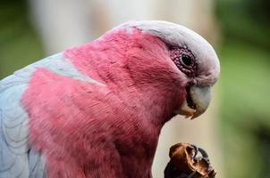 Colourful bird in the zoo photo