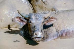 Buffalo in the mud photo