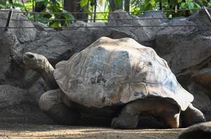 Large tortoise at the zoo photo