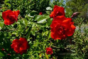 Blooming red flowers photo