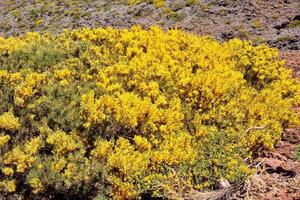 Small yellow flowers photo