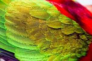 Colourful parrot in the zoo photo