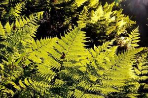 verde hoja plantas de cerca foto