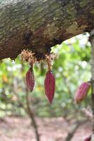maduro cacao Fruta es el fuente de cacao frijoles, cuales son usado a hacer chocolate y otro a base de cacao productos foto