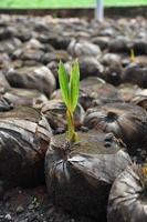 Bali yellow genjah variety coconut seeds. photo