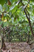 chocolate plantation in Batang Regency, Central Java, Indonesia is an agricultural area  where cacao trees are grown and harvested for their cacao fruits. photo