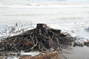 Scraps of abrasive pine tree roots are scattered on the sandy shores photo