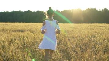 adorável menina pré-escolar caminhando alegremente no campo de trigo em um dia quente e ensolarado de verão video