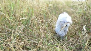 Weiß Hündchen draussen auf Grün Gras im das Hof video