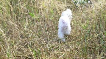 White puppy outdoor on green grass in the yard video