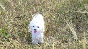 blanco perrito al aire libre en verde césped en el yarda video