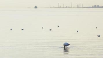 djur- fågel flamingo i hav vatten video