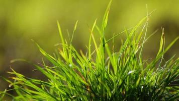 verde erba nel il vento nel natura video