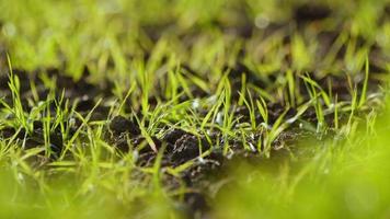 Grün Gras im das Wind im Natur video