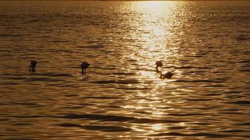 animal oiseau flamant dans mer l'eau video