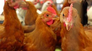 portrait de une coloré coq proche en haut . video