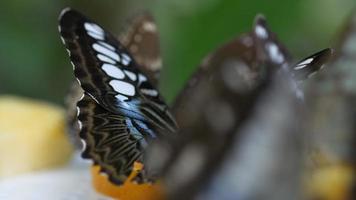 vistoso negro y azul mariposa en verano hora video